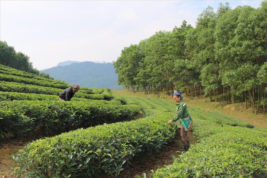 Xuân về trên vùng tái định cư Thanh Chương